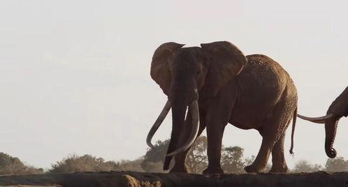 大象永不忘记,揭秘动物记忆之谜