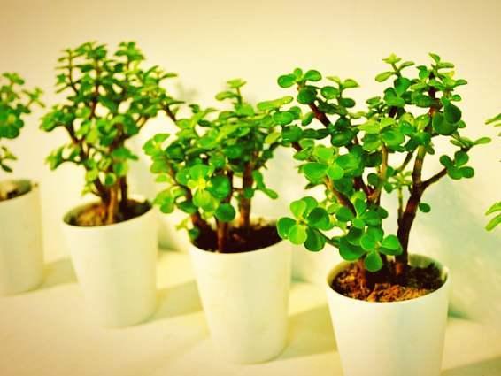 金枝玉叶,探寻古代宫廷的奢华与智慧